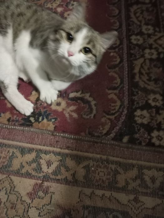 Котик икошечка чернобелая