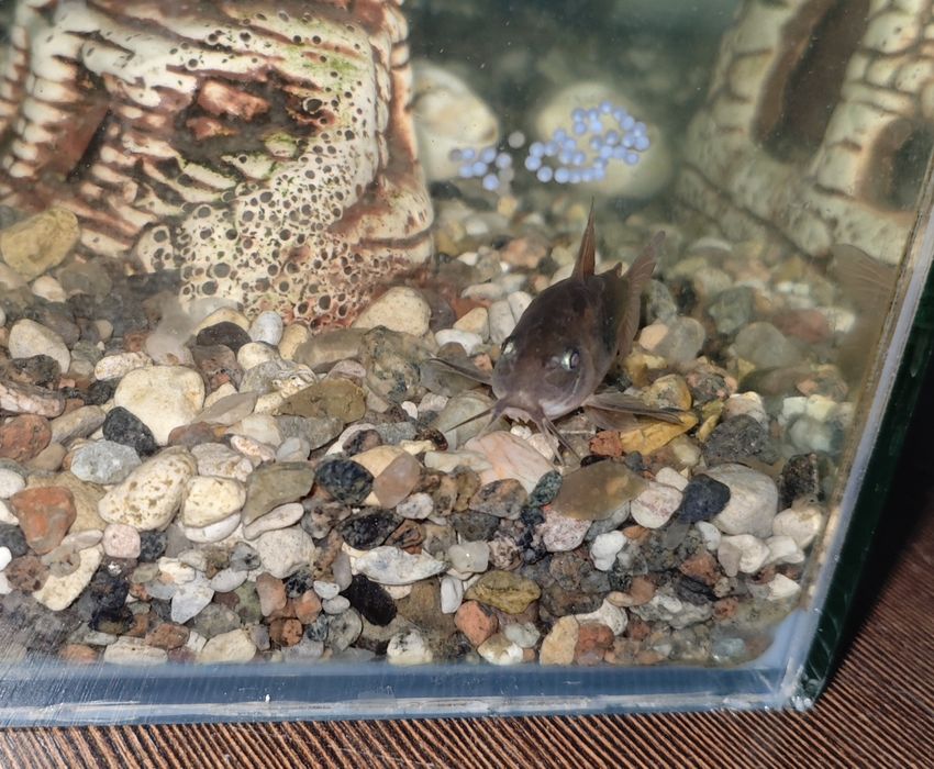 Декоративные сомы + корм