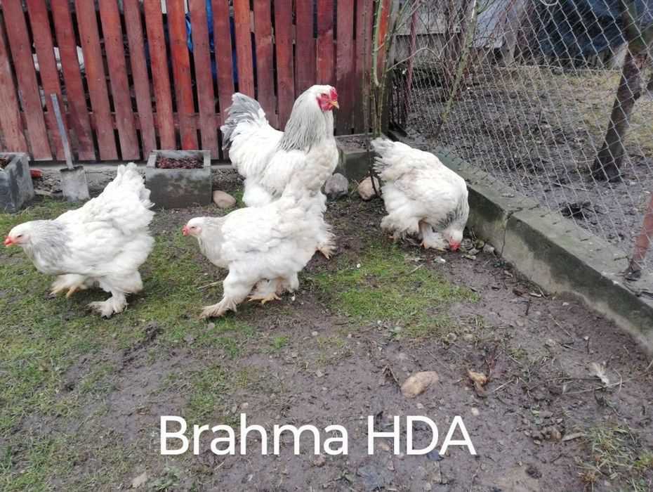 Păsări de rasă, Familii 2+1