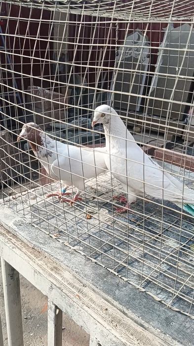 Голуби гульвадамы пара