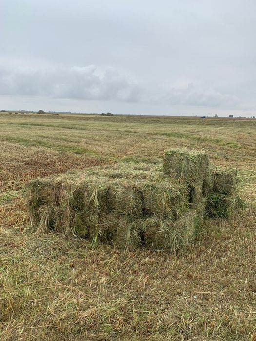 Продам Сено в тюках