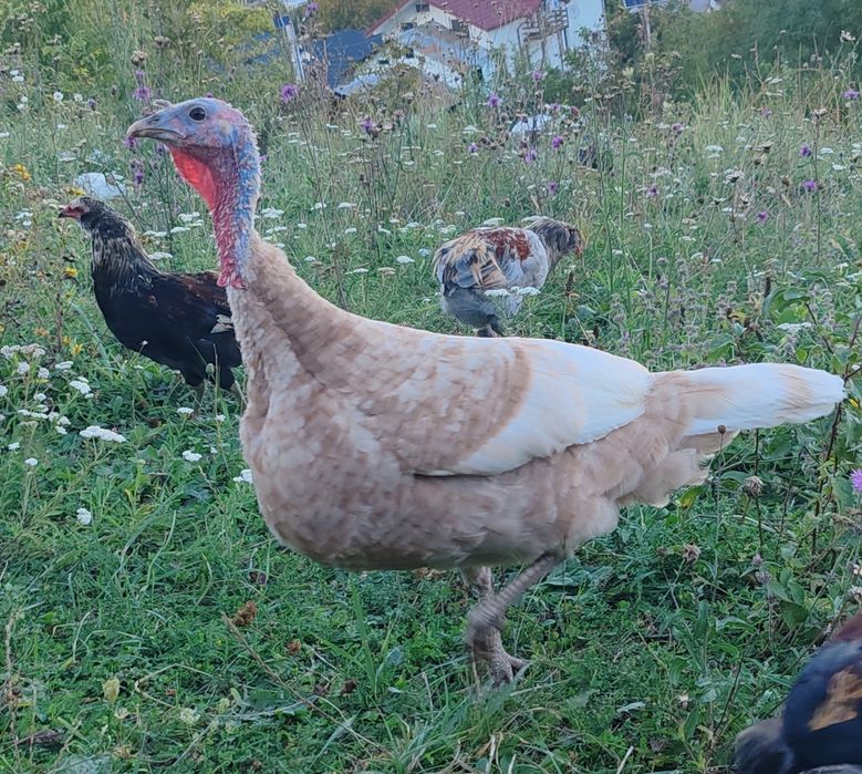 Vand curci Red Bourbone