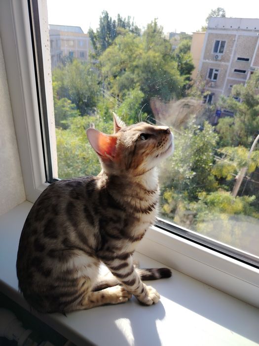 Продаётся бенгальская кошка