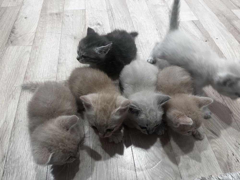 Котята в добрые руки