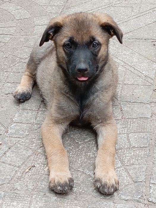 Кучета от интересен кръстосан брак