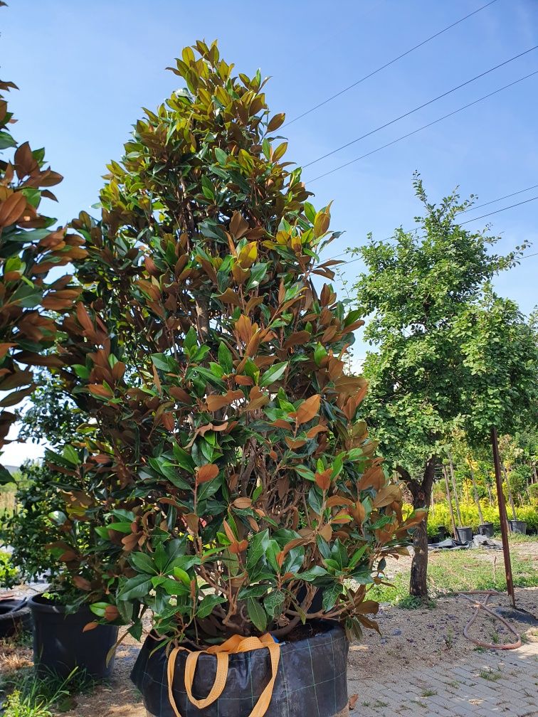 Magnolia Grandiflora