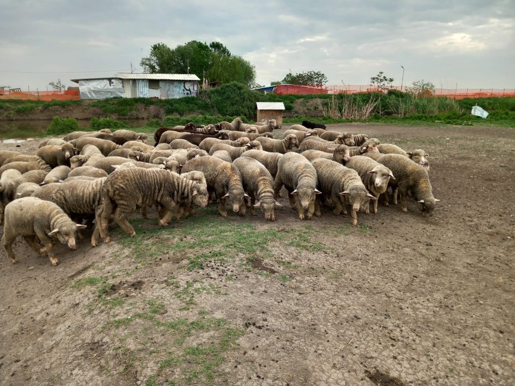 Berbecuti si mielute merinos de palas