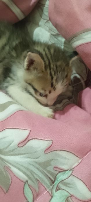 Кошка, животных,