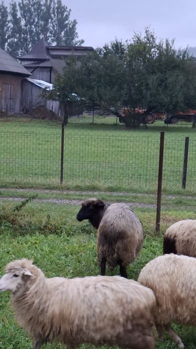 Vând 5 oi, 2 berbeci si 2 cârlani