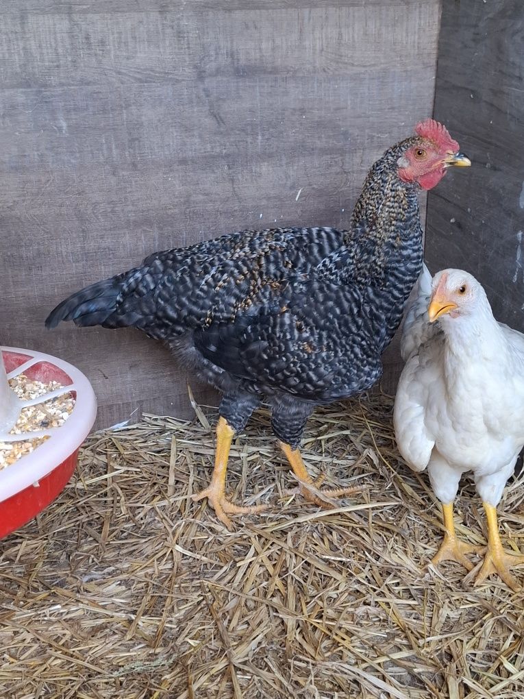 Cocoși rasă comună