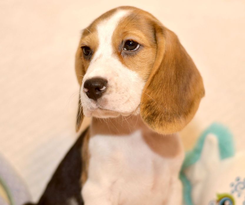 Pui Beagle tricolor din parinti cu pedigree