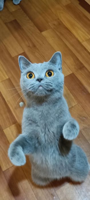 Британская кошка.