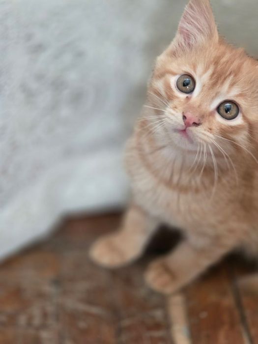 Котята в хорошие руки