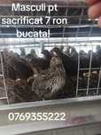 Prepelițe outoare, oua pt consum și incubat! Prepelițe pt sacrificare