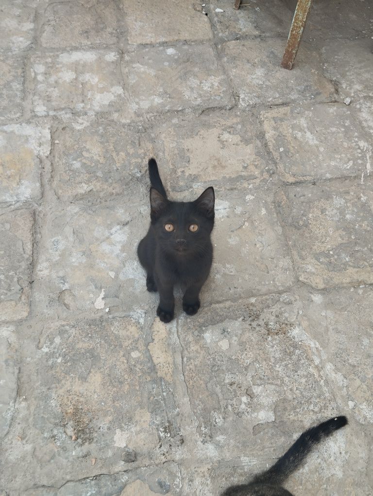 Отдам котят в хорошие руки