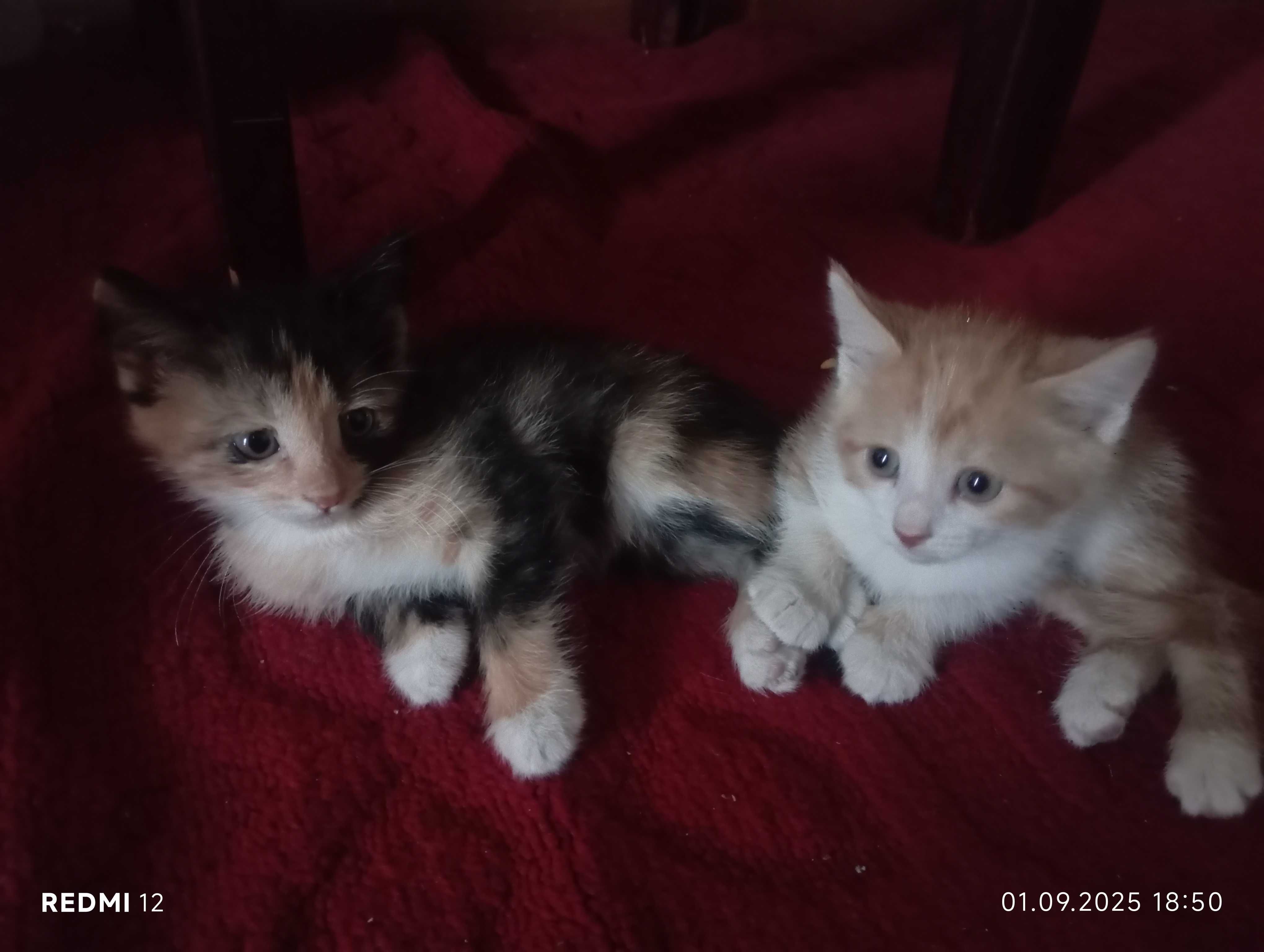 Котенок местной породы