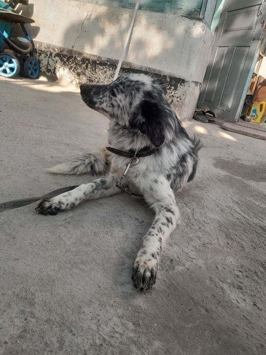 Собака бесплатно