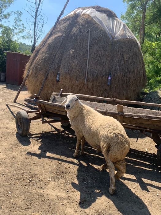Vând berbec de sămânță, sau schimb pe 2 oi tinere de vârstă ui