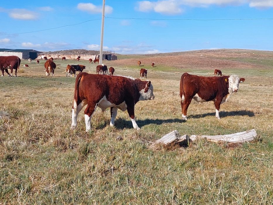 Продаются упитанные бычки