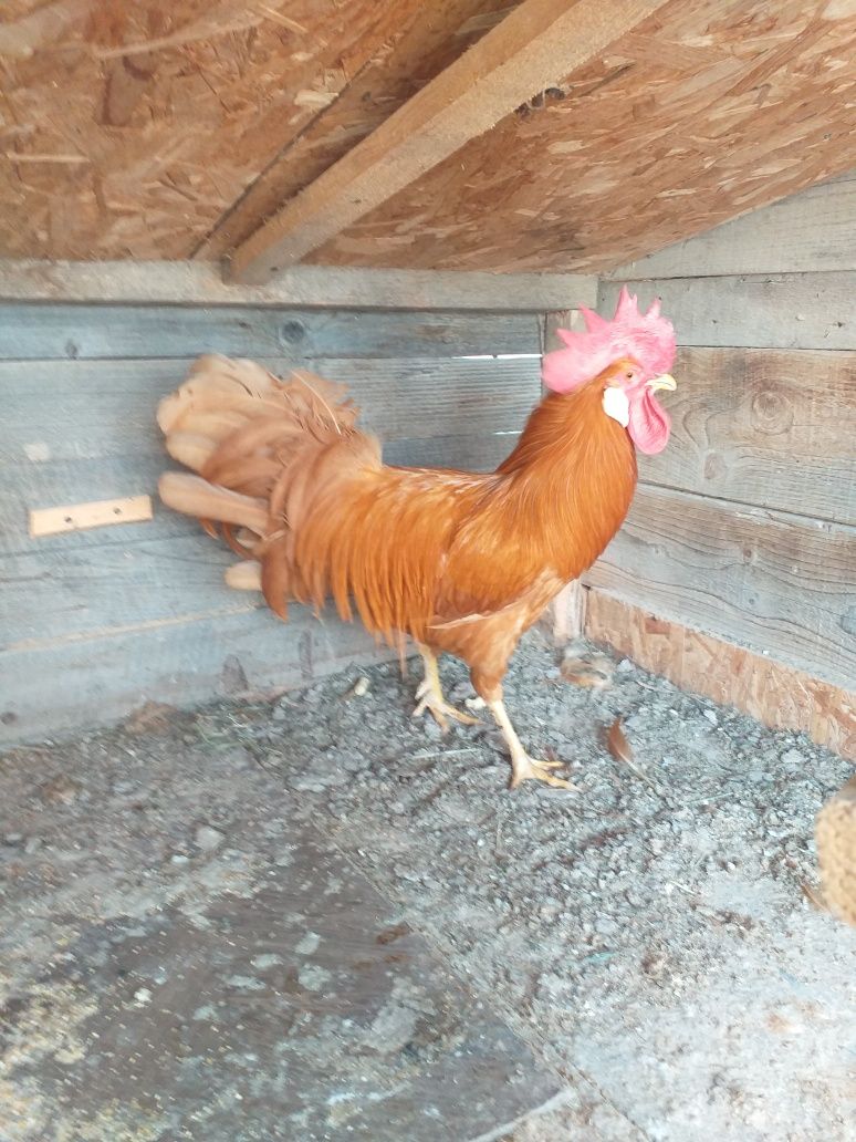Cocoș de vînzare