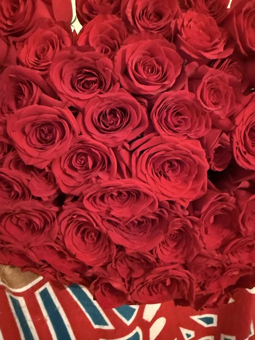 Цветы роза 51 розааааапппа