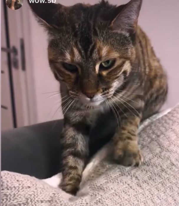 Пропала кошечка Зухра на чиланзаре. Помогите найти!