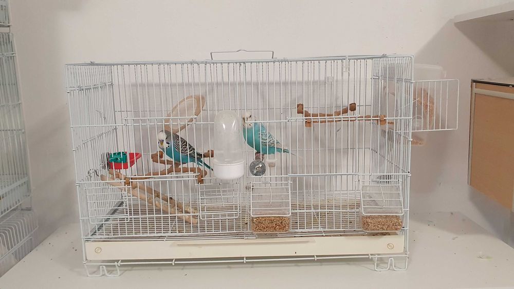 Pereche perusi (specia: pied recesiv/spangle) gata sa faca oua