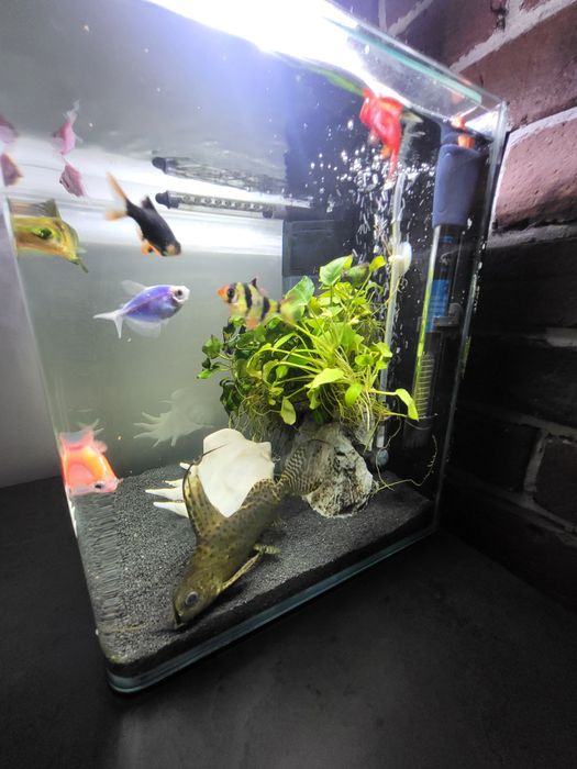 Vand sanitar, peste pisica