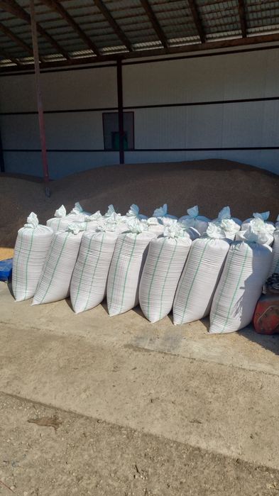 Vand porumb transport gratuit