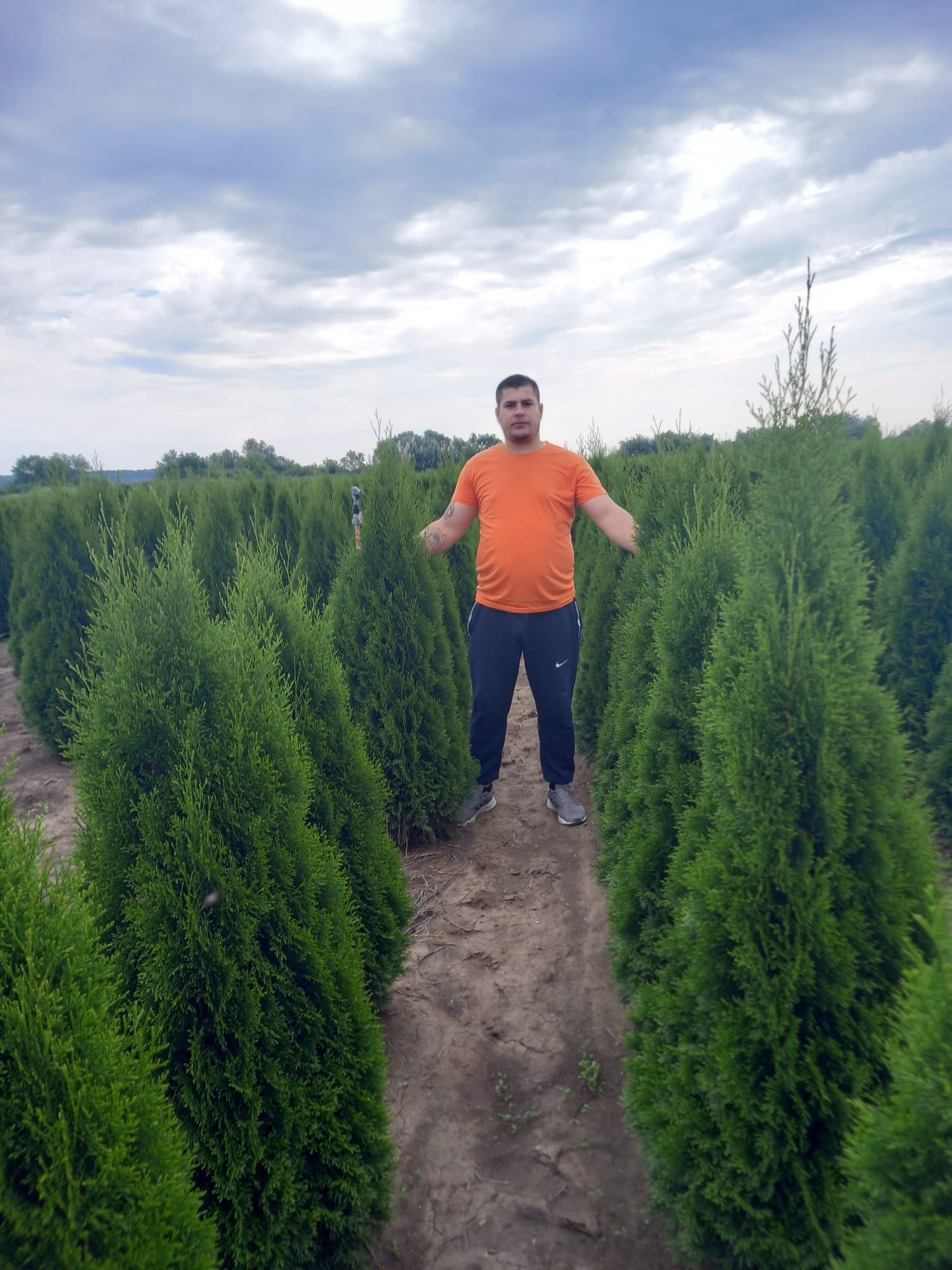 Vând tuia thuja plantă ornamentală