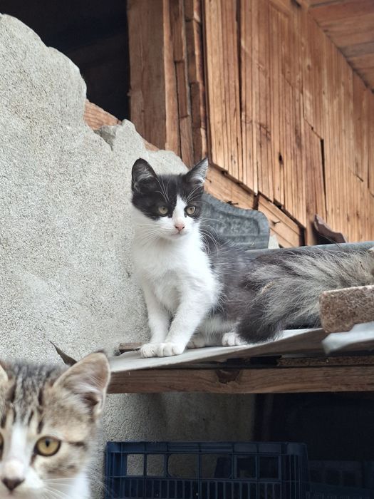 Donez pisici cuminti