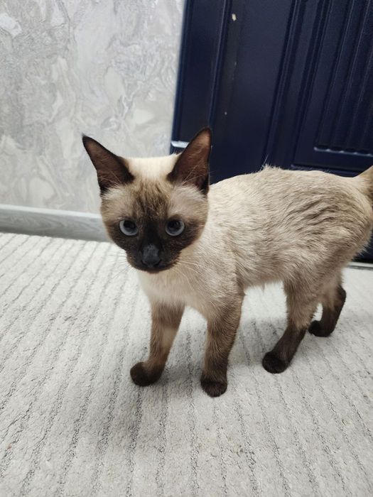 Сиамская кошка Барсик