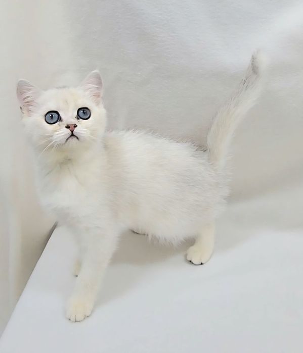 Скотиш страйт девочка