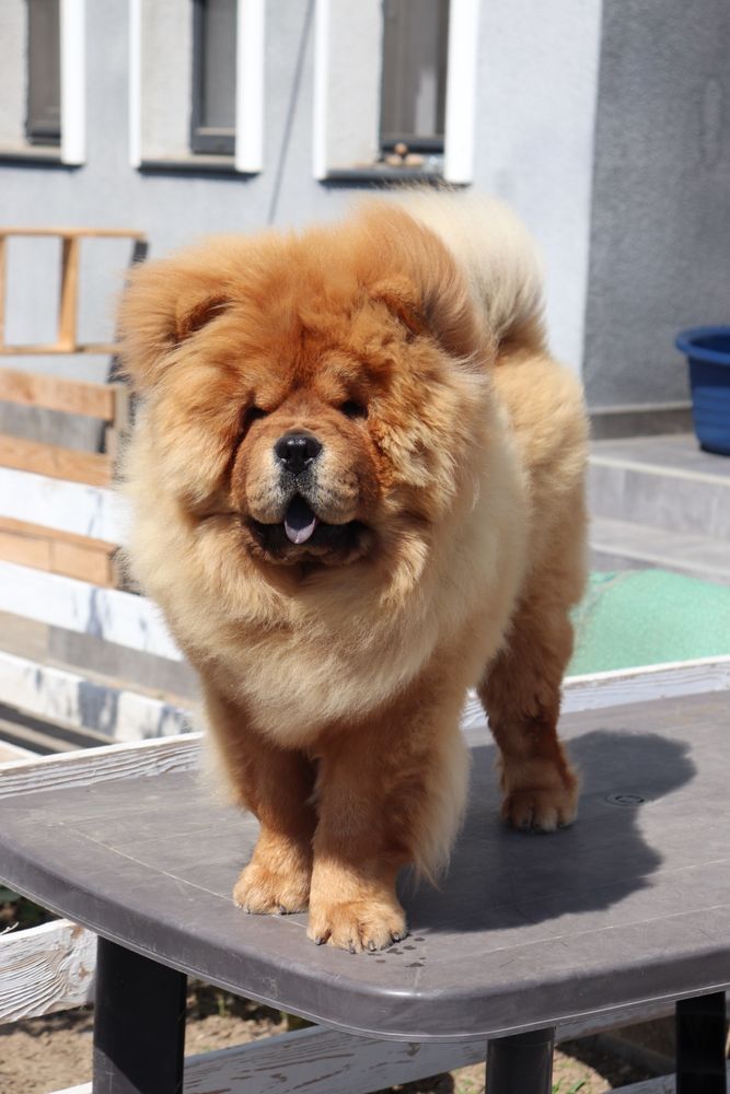 Chow chow cu ( pedigree poze reale )