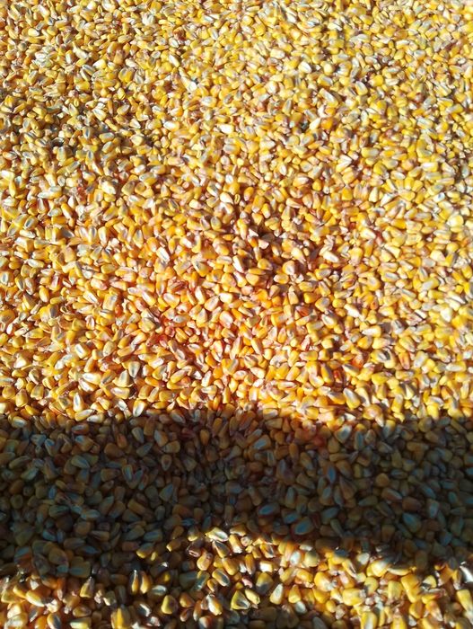 Vând porumb boabe producție 2025