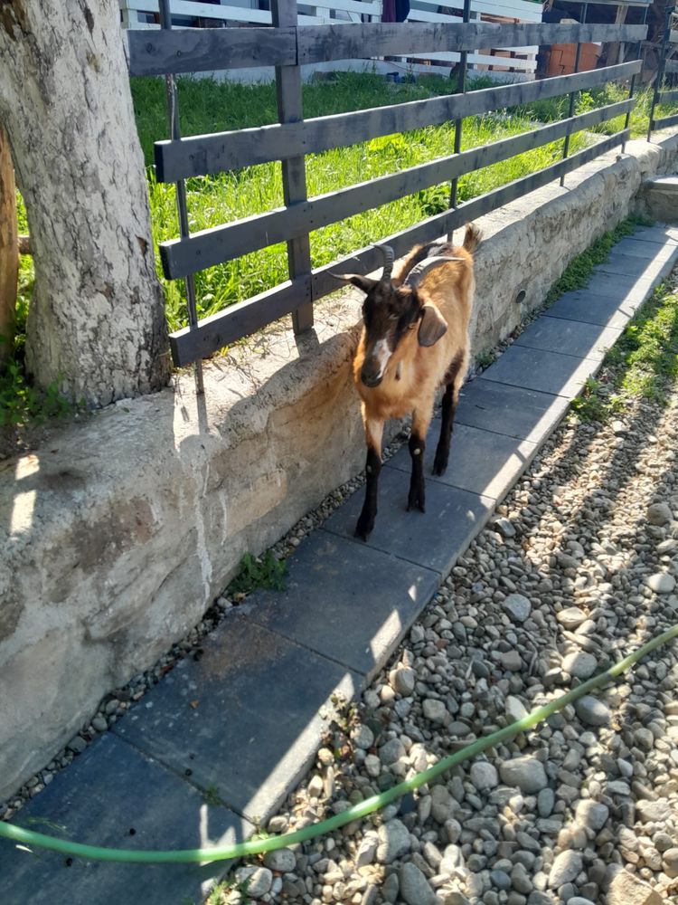 Vand trei capre sterpe