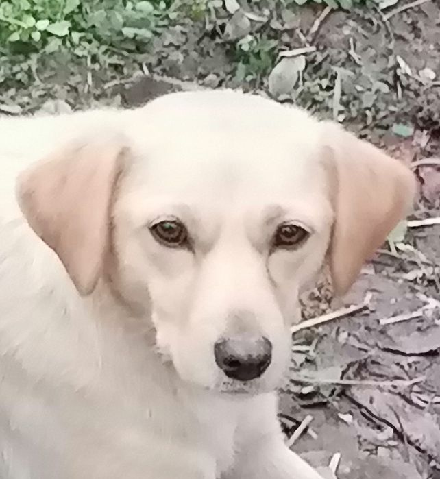 Donez cățelușă deosebită sterilizată