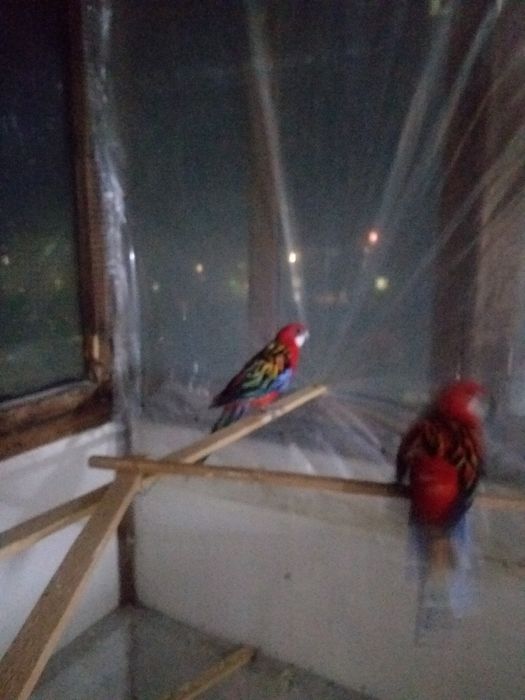 Продам попугаев разных пород