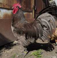 Cocos Australorp