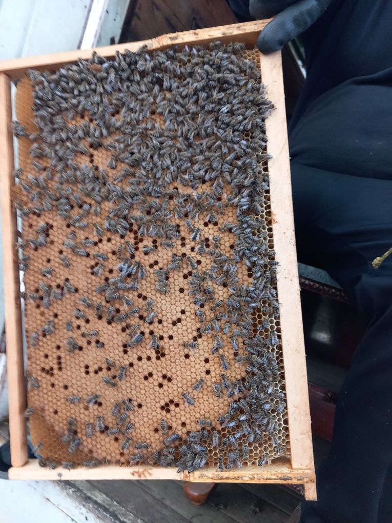 Vând matci si familii de albine