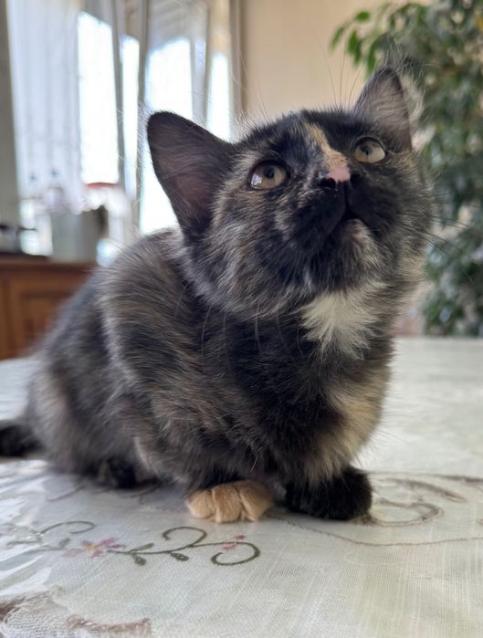Пристраивается котенок. Девочка. 3 месяца.