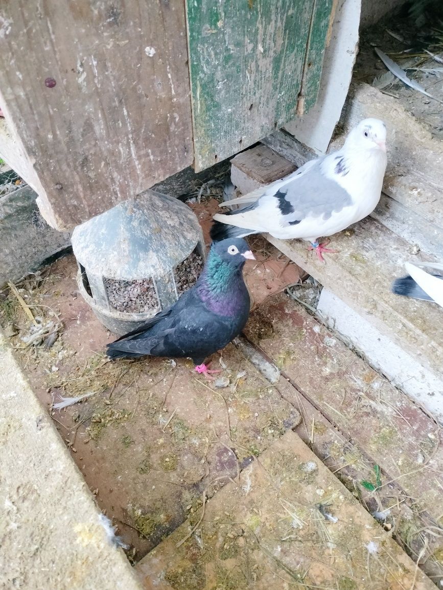 Jucătorii de Galați Morișcari căzători