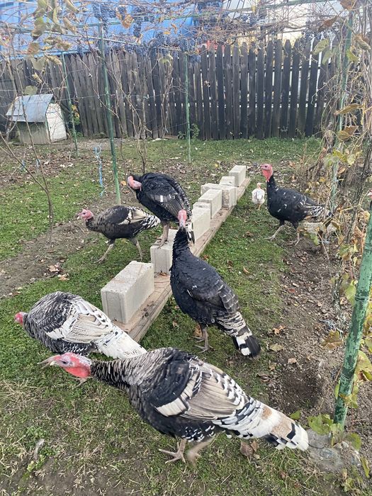 Vând curcani tineri