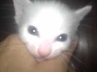 Белый котёнок турецкой ангоры, мальчик, 1 месяц