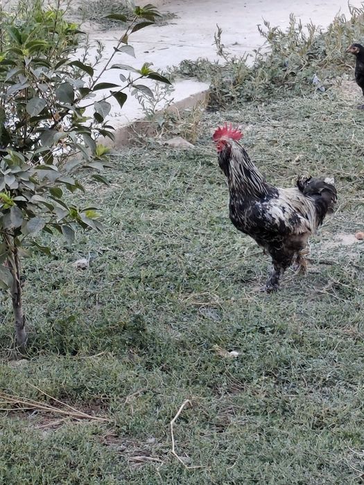 Xoroz sotilasi Yapon xorozi