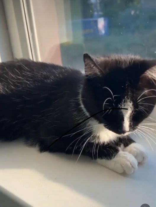 Хорошая кошка в хорошие руки