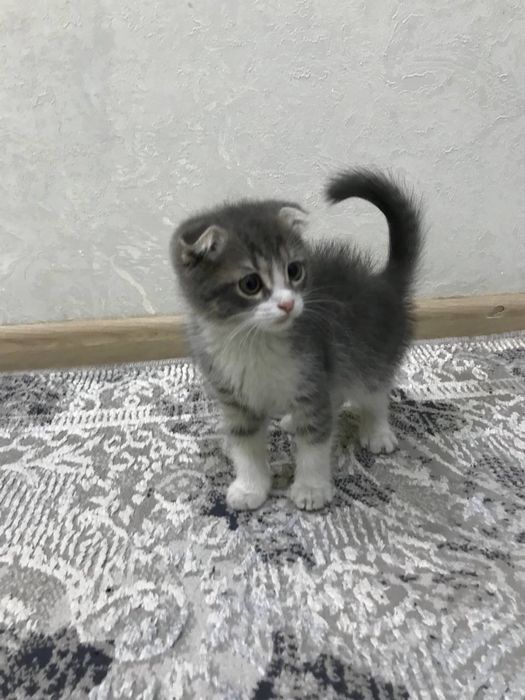 скотиш фолд мирамир