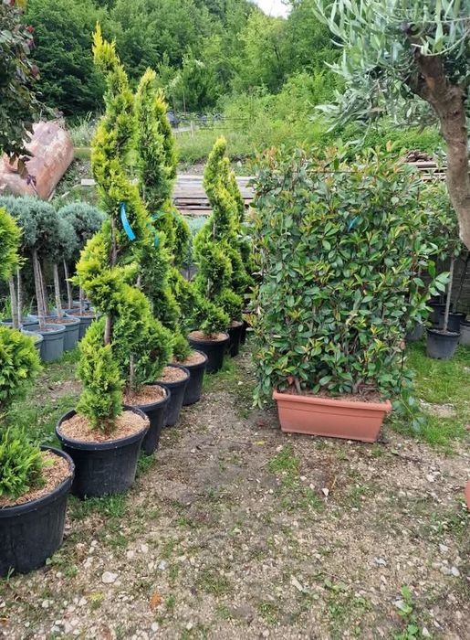 Plante Decorative Lylandii Tuia