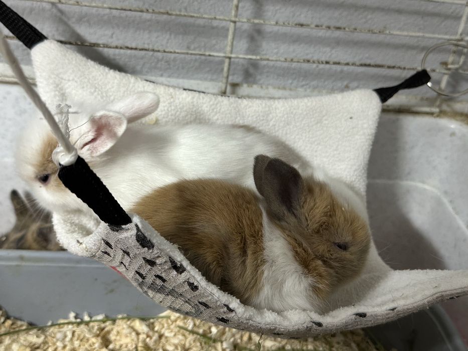 Бронь на малышей Кроликов