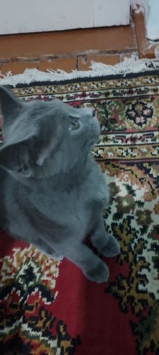 Продается котенок 100$ договоримся
